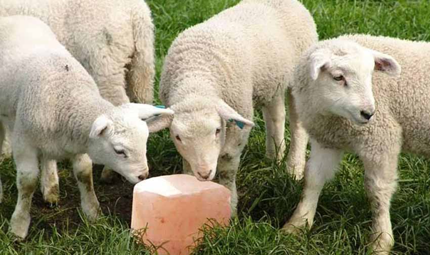 ovce, prezivari, stocna so, ushrana stoke